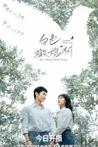 Белое оливковое дерево